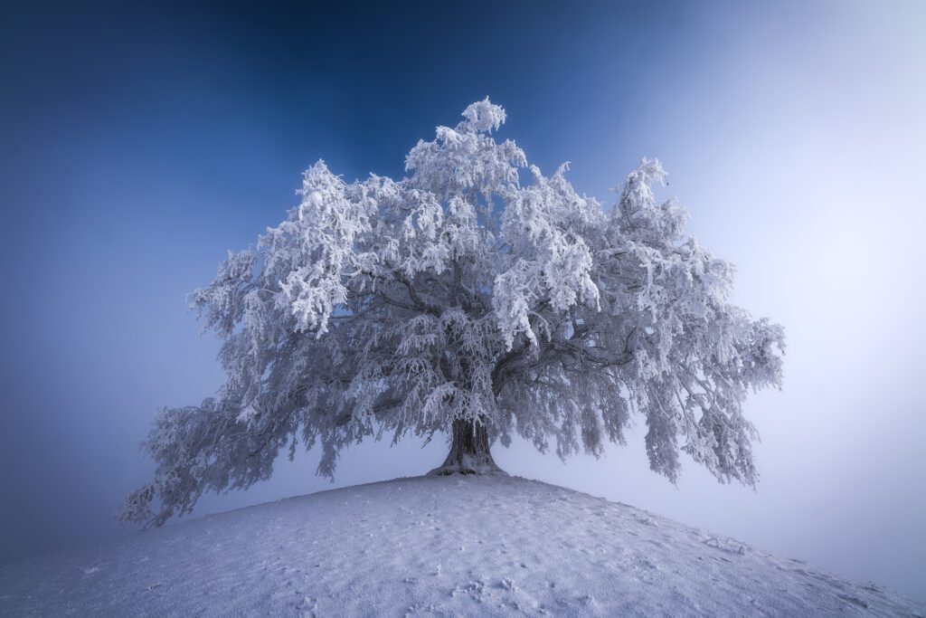Fotografie Linde bedeckt mit Schnee